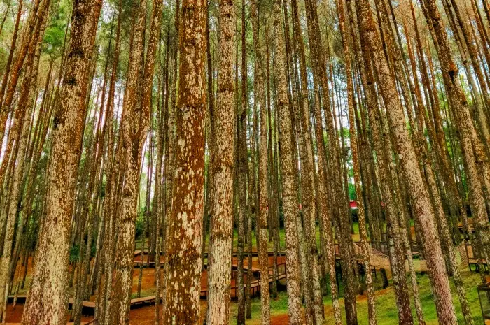 Daya Tarik Hutan Pinus Pengger