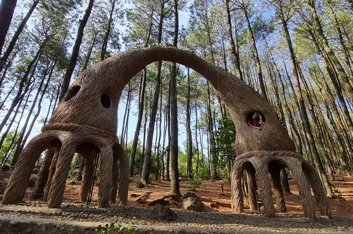 Harga Tiket dan Lokasi Hutan Pinus Pengger