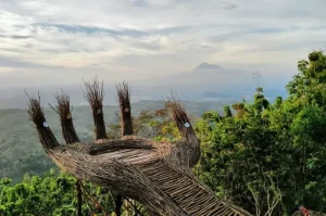 Menyusuri Keindahan Hutan Pinus Pengger, Wisata Alam yang Menyegarkan