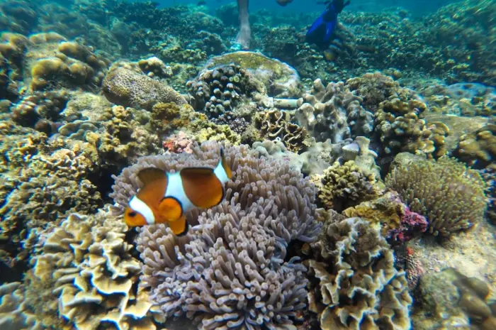 Pesona Bawah Laut Gili Ketapang