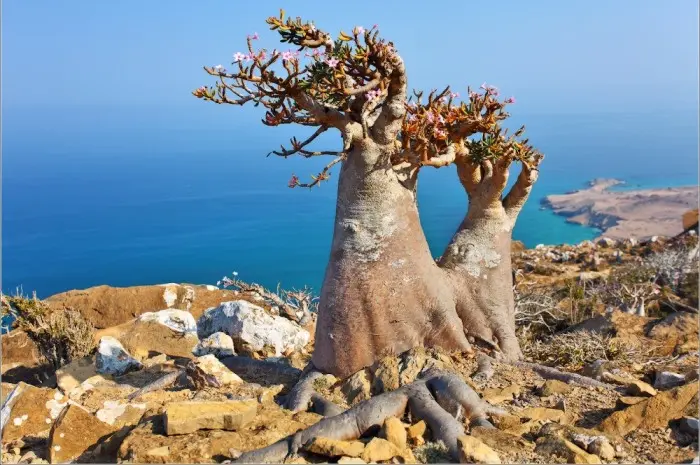 Pulau Socotra